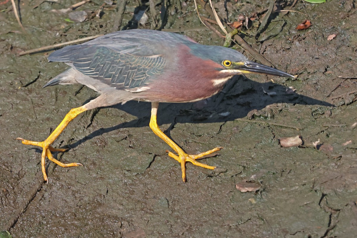 Green Heron - ML638444404