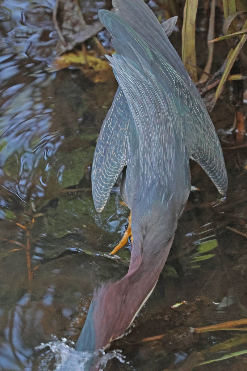 Green Heron - ML638444405