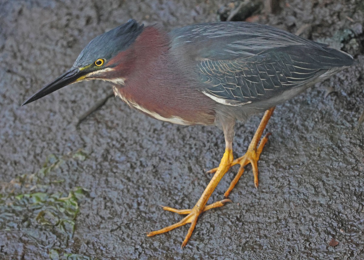 Green Heron - ML638444406