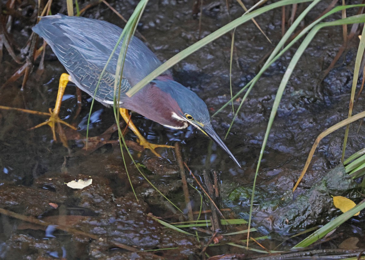 Green Heron - ML638444408