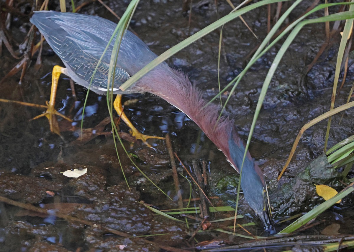 Green Heron - ML638444416
