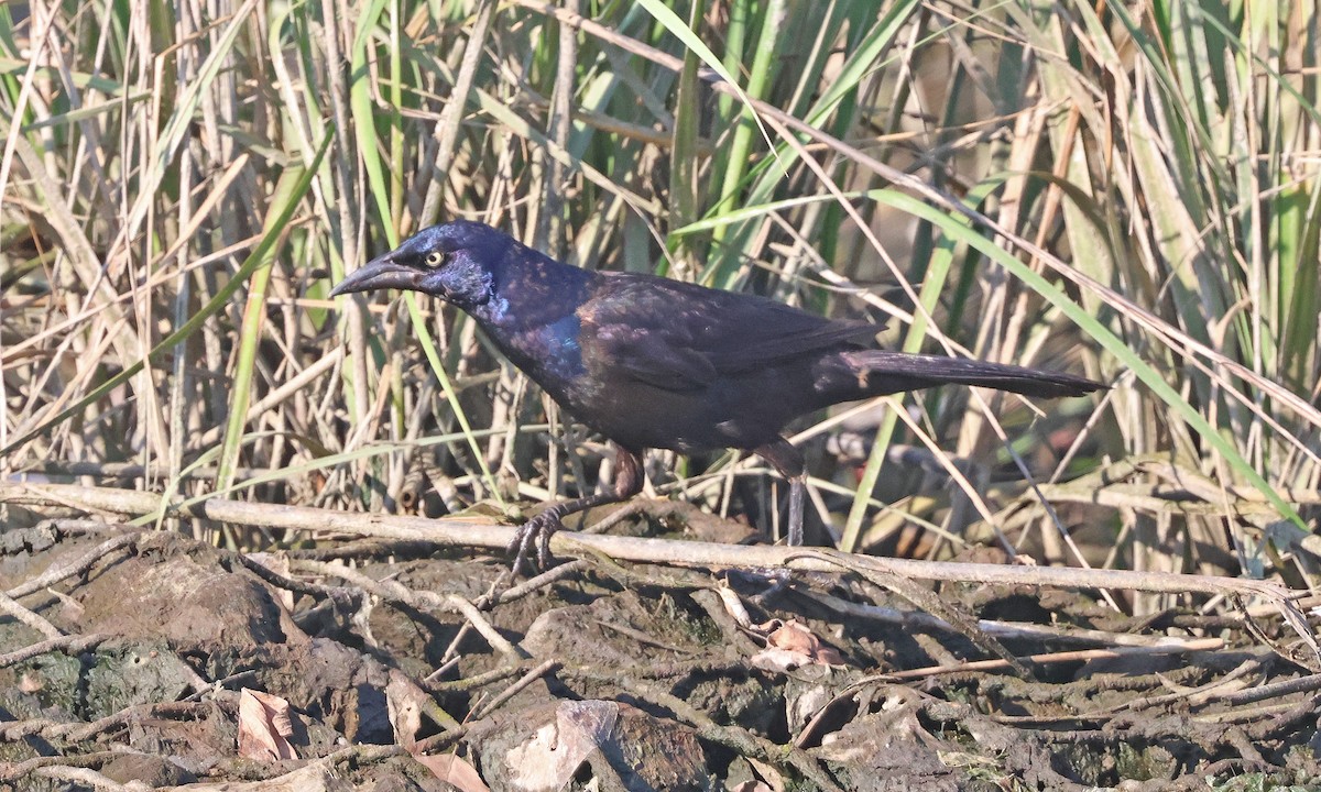 Common Grackle - ML638444421