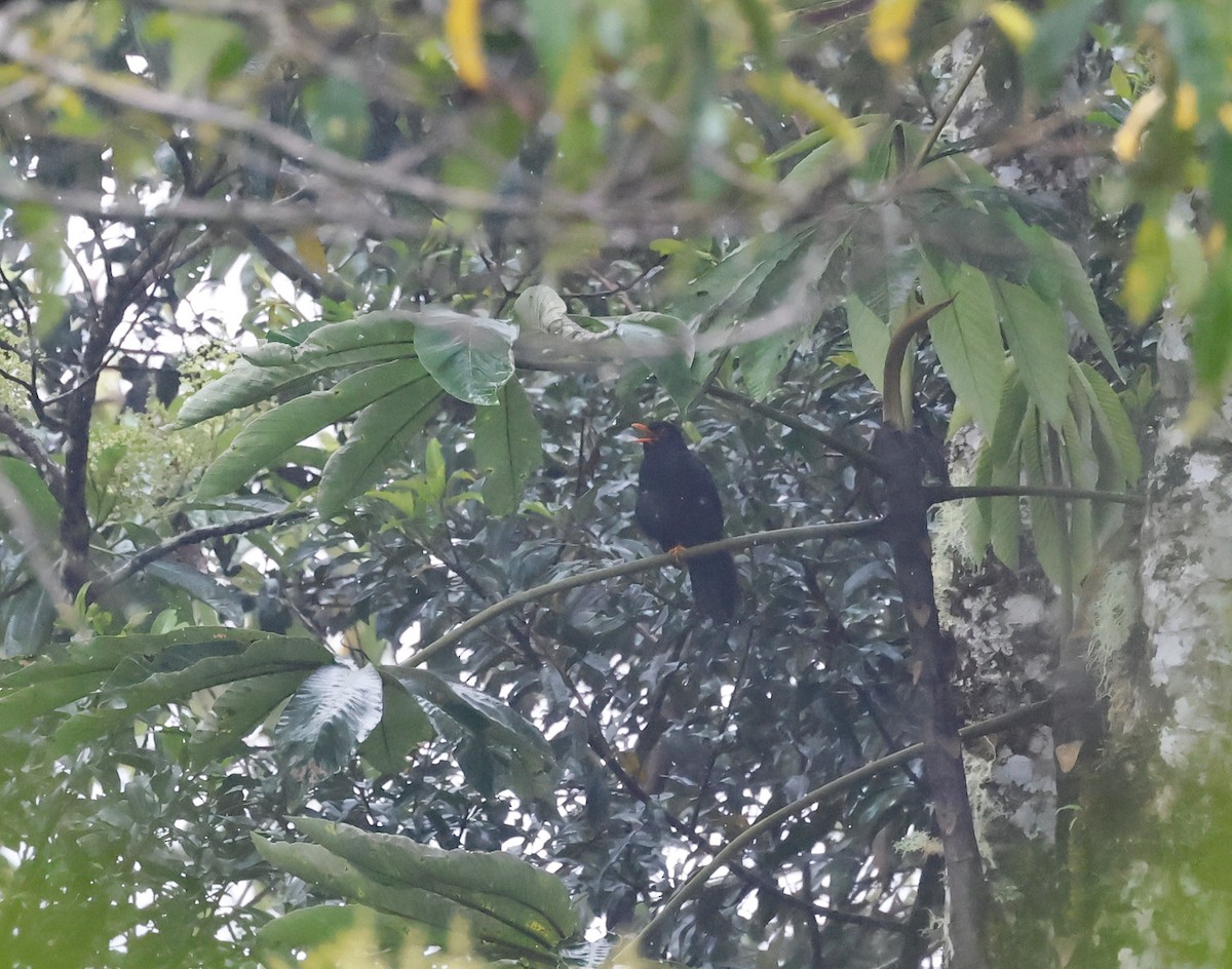 Glossy-black Thrush - ML638444423