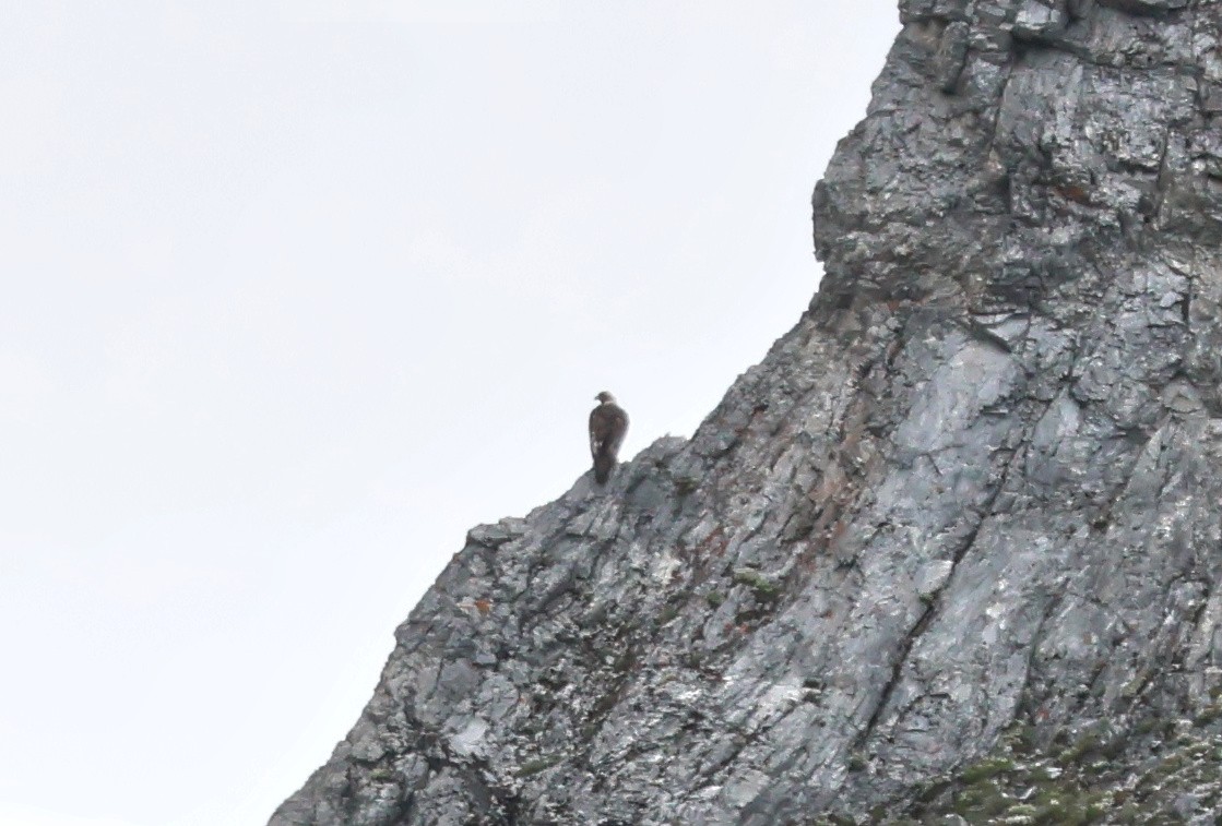 Steinadler - ML638444434