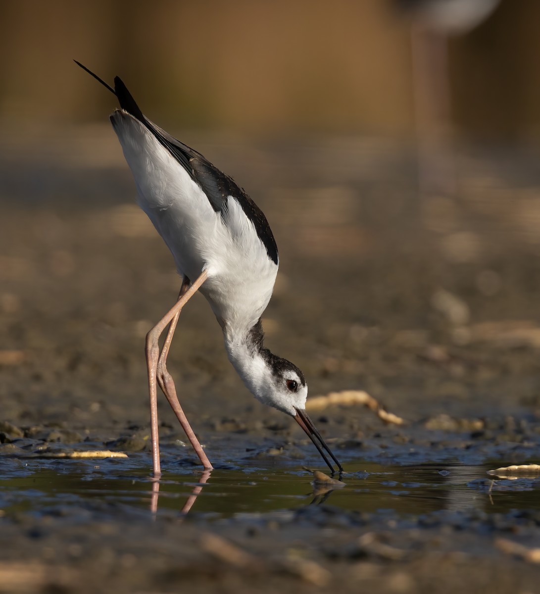 Black-necked Stilt (Black-necked) - ML638444450