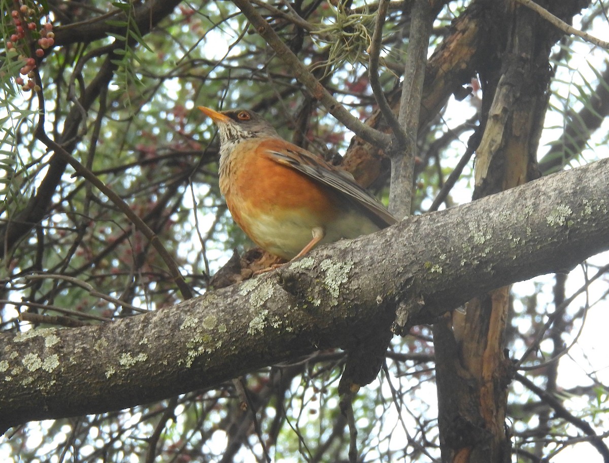 Rufous-backed Robin - ML638444454