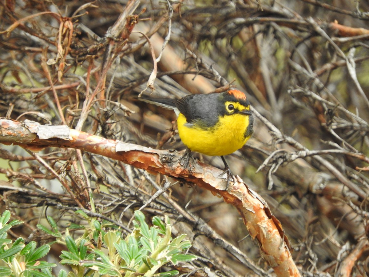 Spectacled Redstart - ML638444464