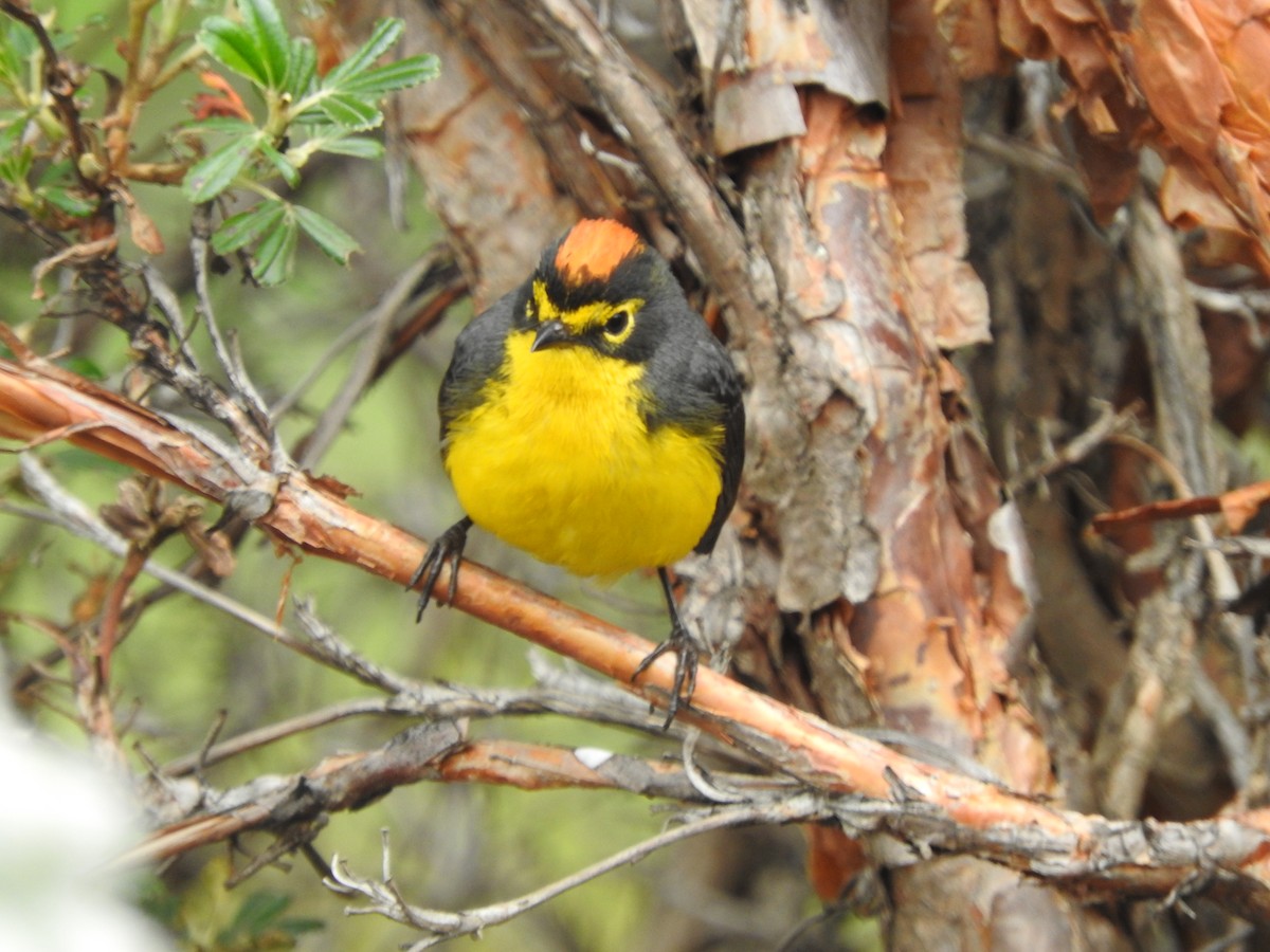 Spectacled Redstart - ML638444465