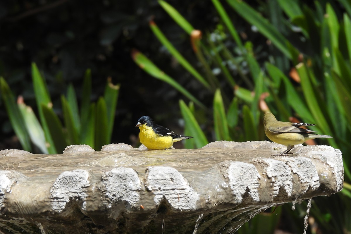 Lesser Goldfinch - ML638444469