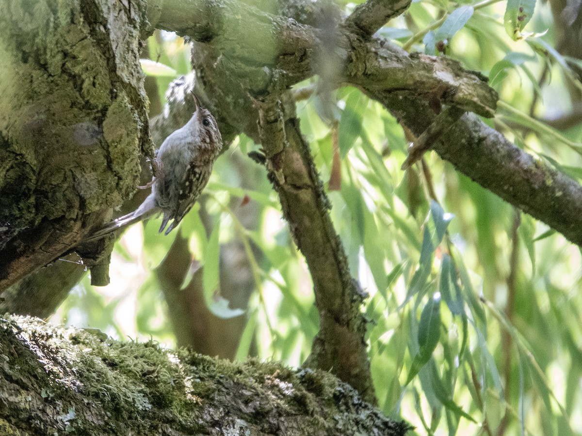 Eurasian Treecreeper - ML638444537