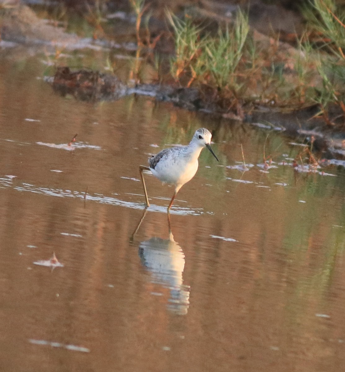 Marsh Sandpiper - ML638444542