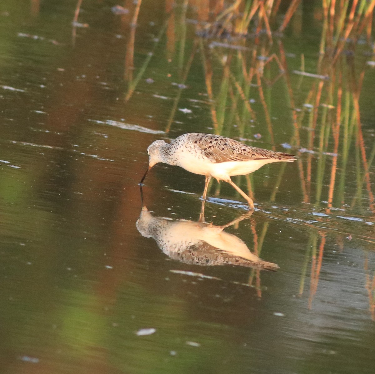 Marsh Sandpiper - ML638444551
