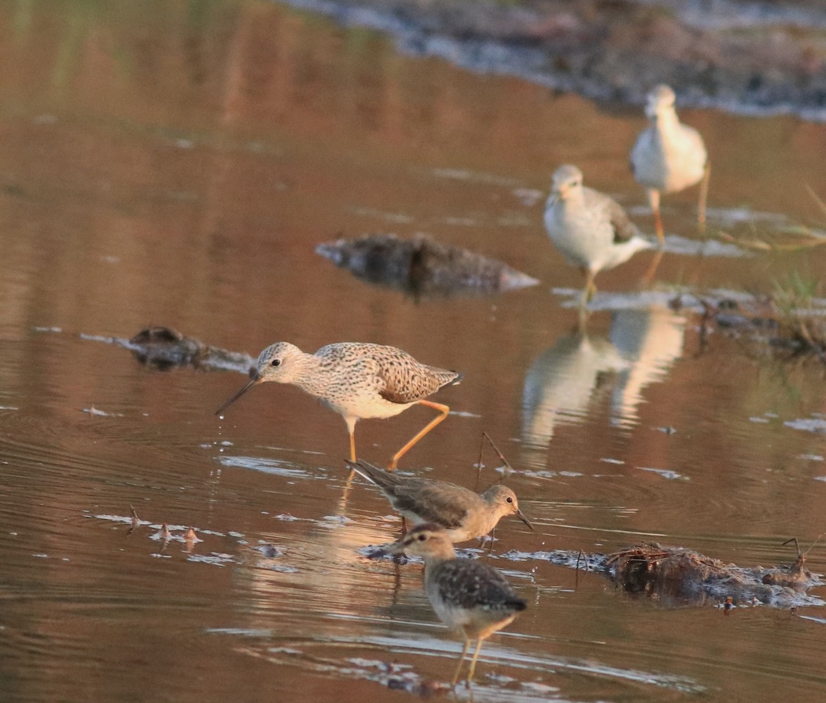 Marsh Sandpiper - ML638444556