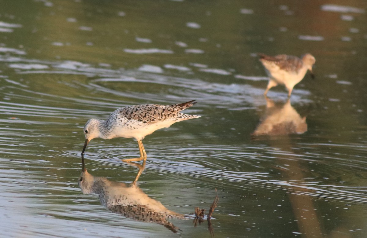 Marsh Sandpiper - ML638444559