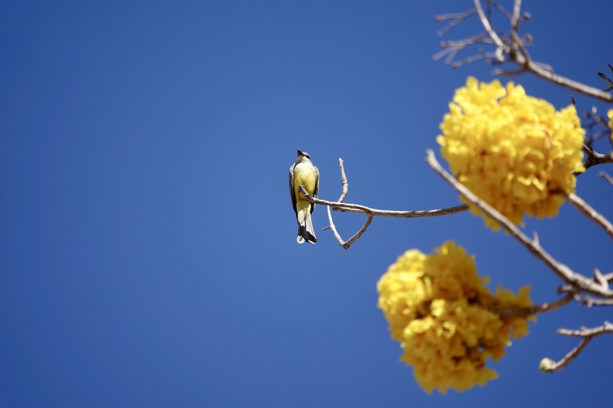 Tropical Kingbird - ML638444566