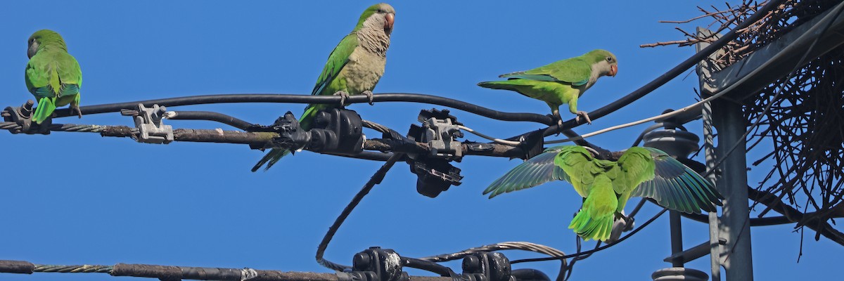 munkeparakitt (monachus gr.) - ML638444609