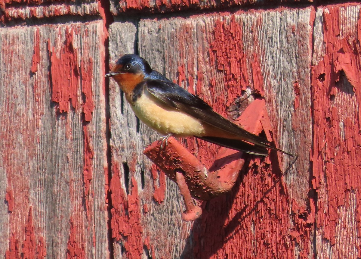Barn Swallow - ML638444611