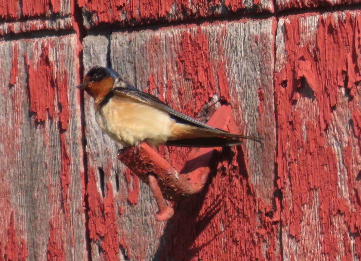 Barn Swallow - ML638444616