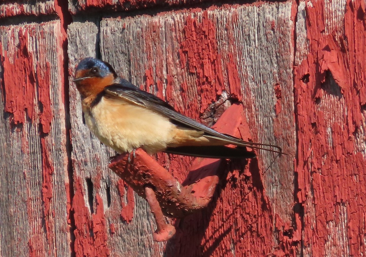 Barn Swallow - ML638444619