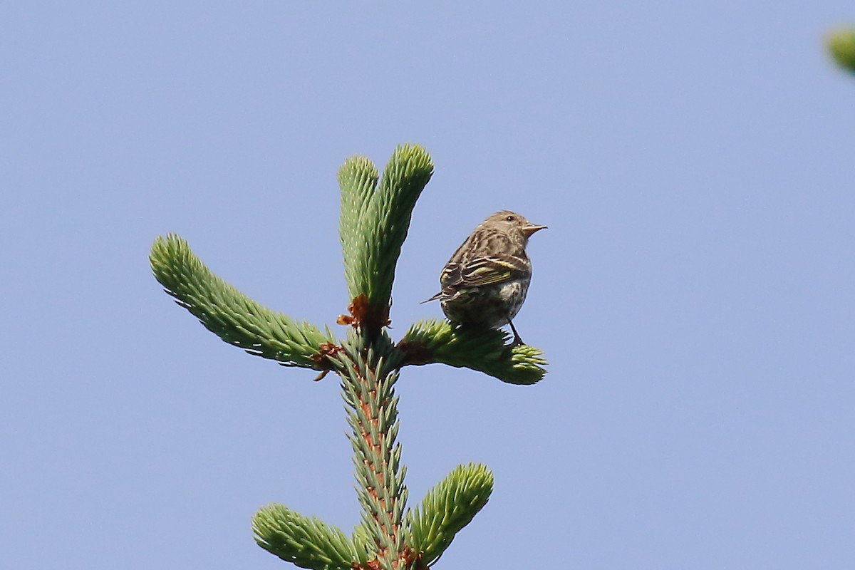 Pine Siskin - ML638444648