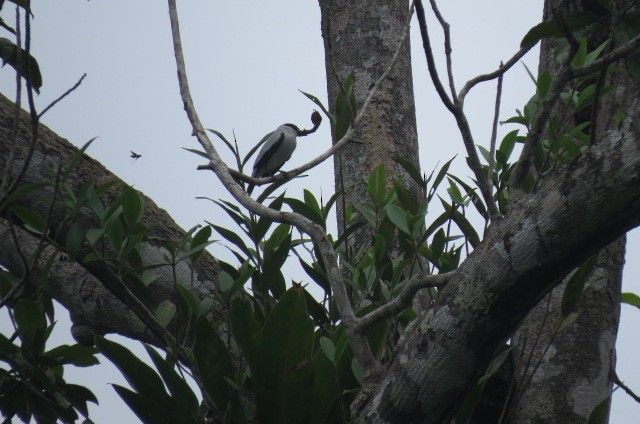 Black-crowned Tityra - ML638444658
