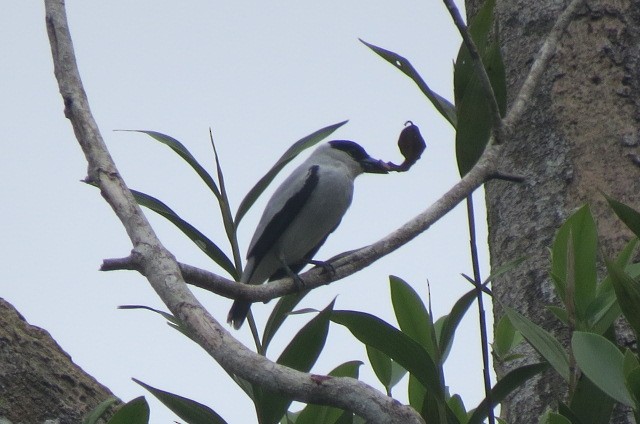 Black-crowned Tityra - ML638444659