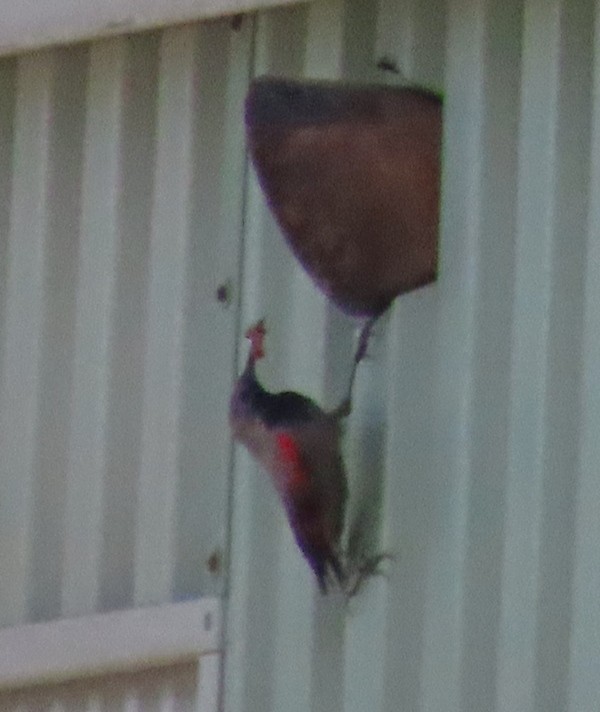 Wallcreeper - ML638444674