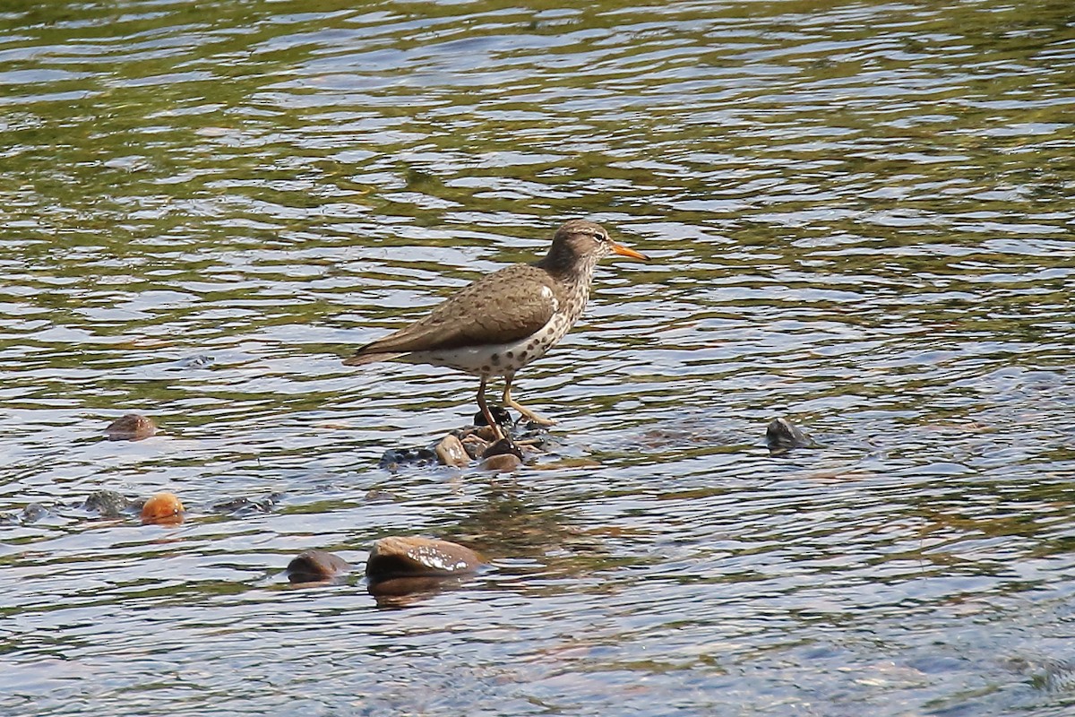 Spotted Sandpiper - ML638444695