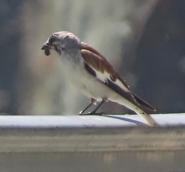 White-winged Snowfinch - ML638444725