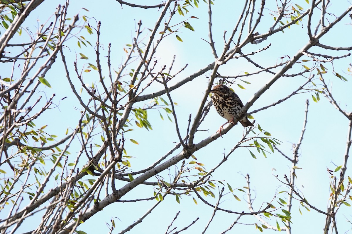 Song Thrush - ML638444831