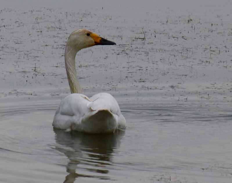Tundra Swan - ML638444875