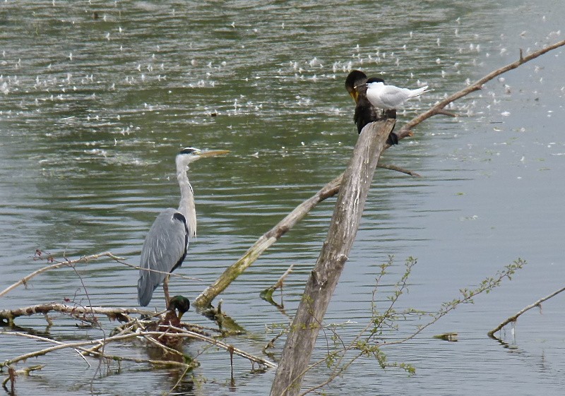 Sandwich Tern - ML638444886