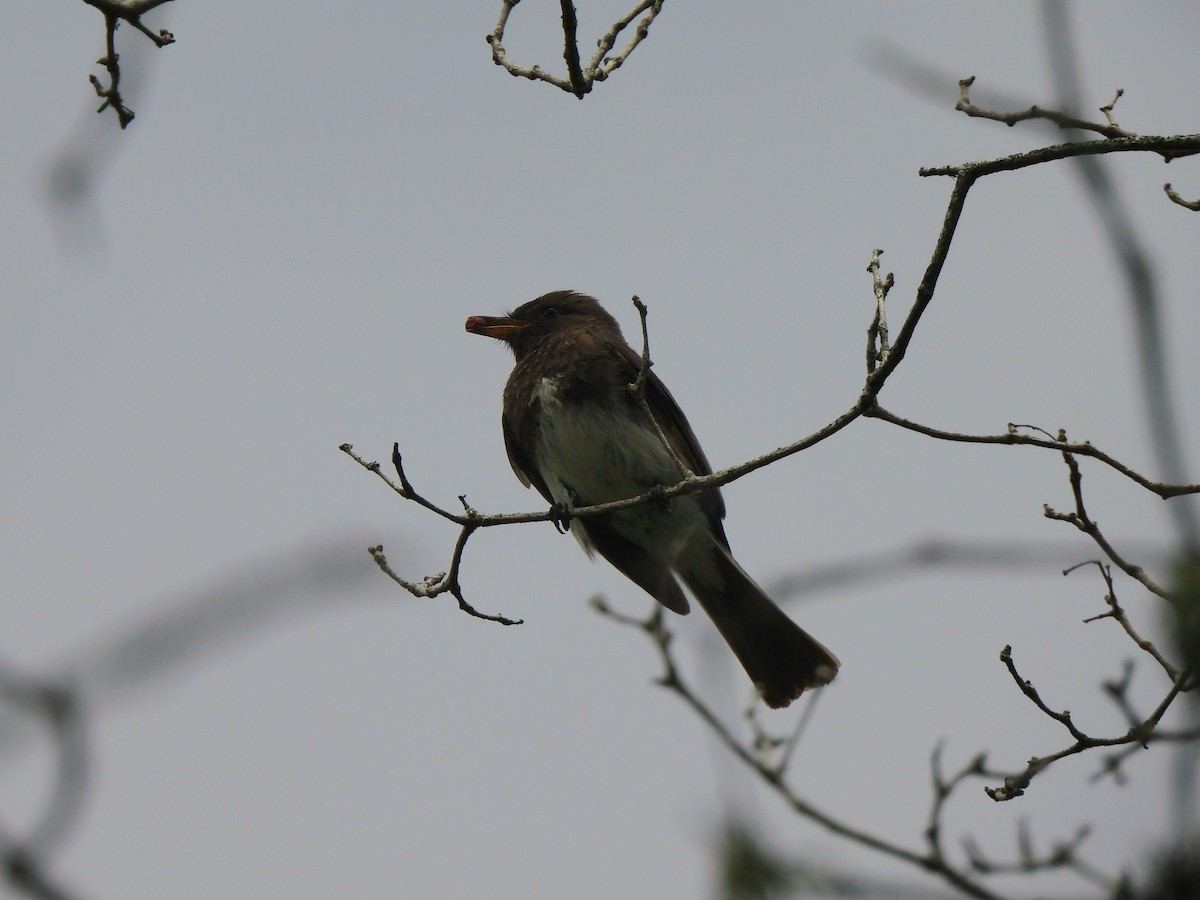 Black Phoebe - ML638444895