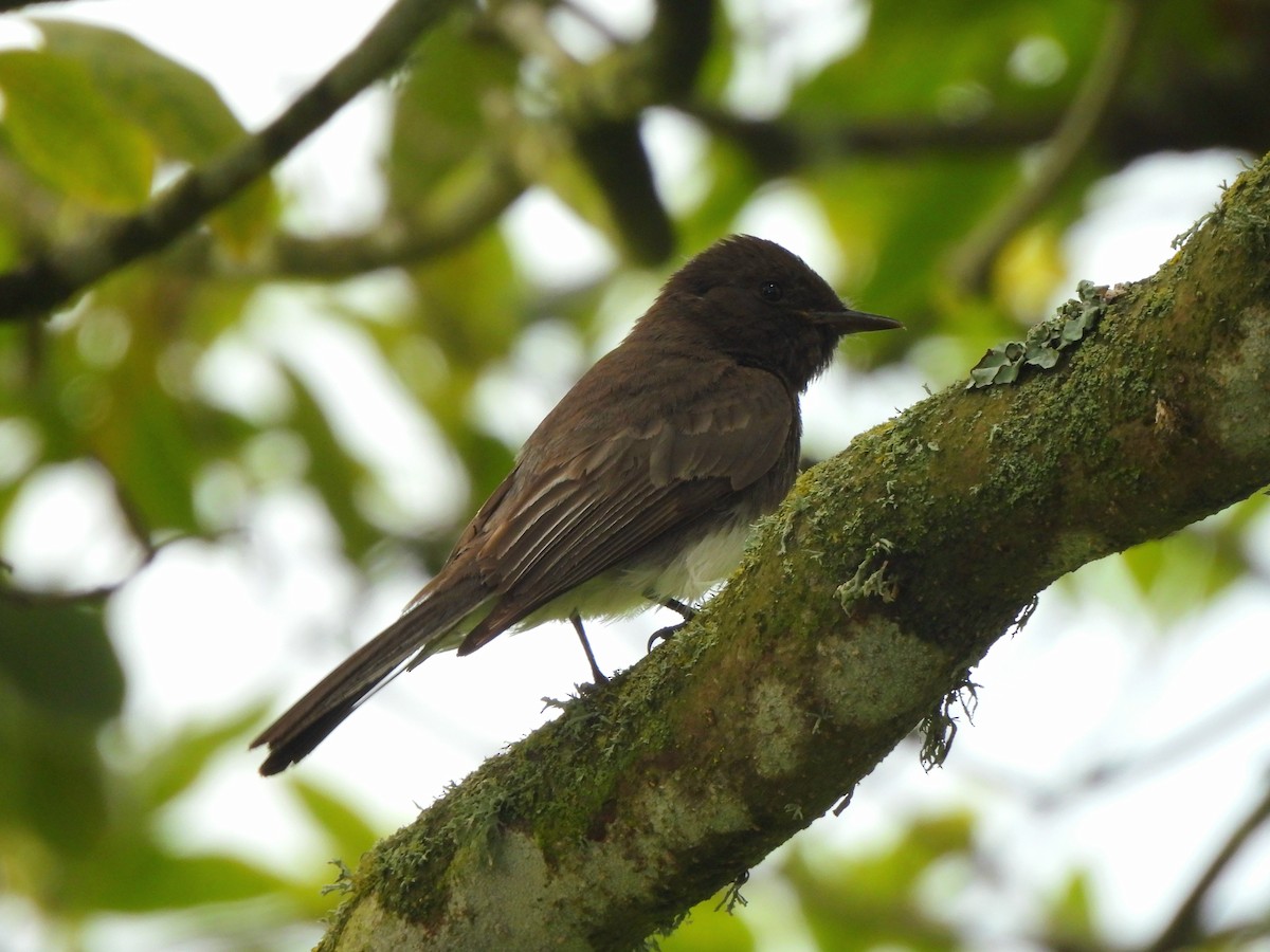 Black Phoebe - ML638444896