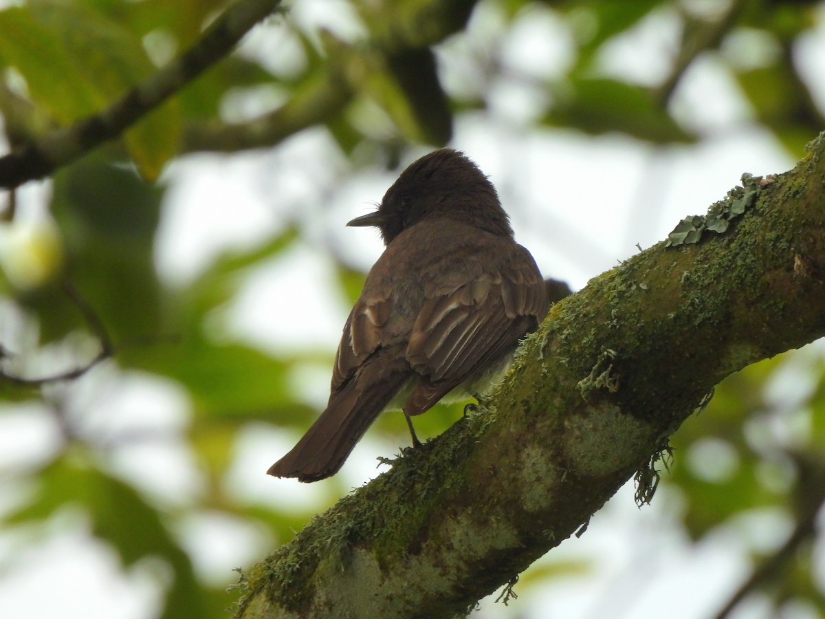 Black Phoebe - ML638444897