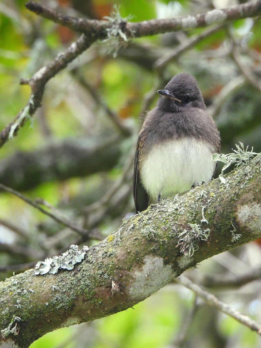 Black Phoebe - ML638444898