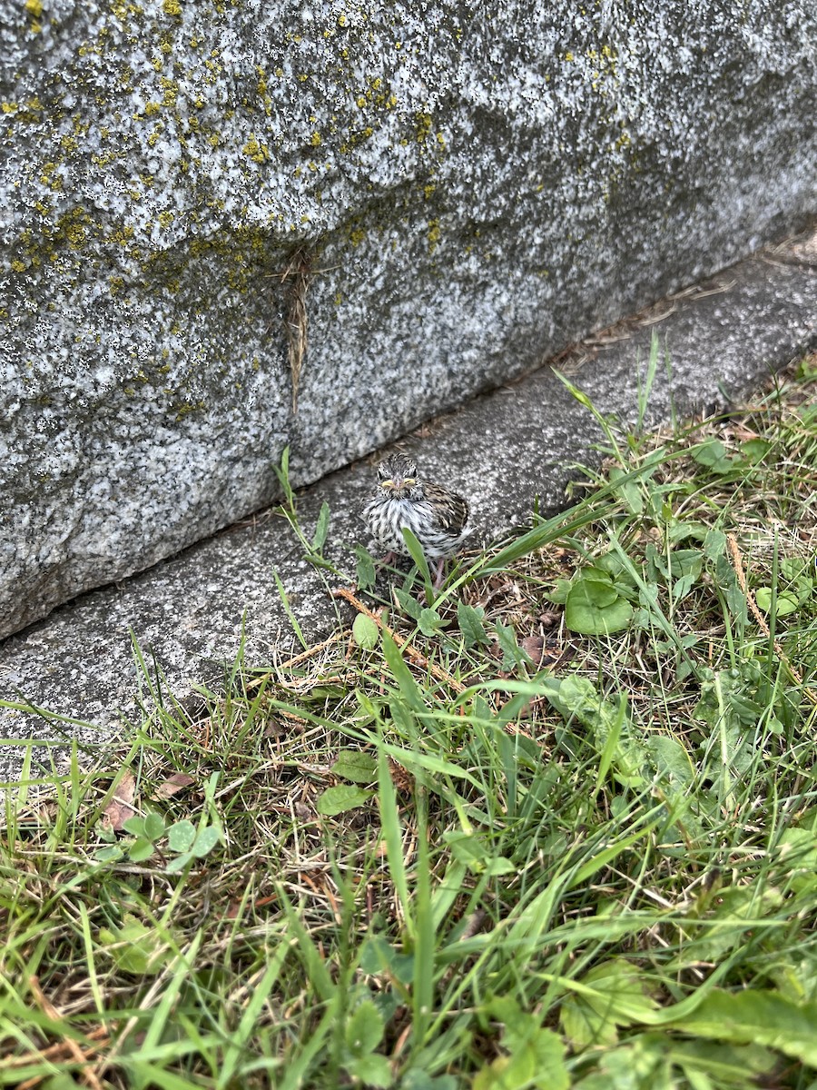 Schwirrammer - ML638444947