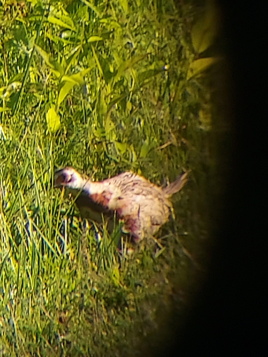 Ring-necked Pheasant - ML638444968