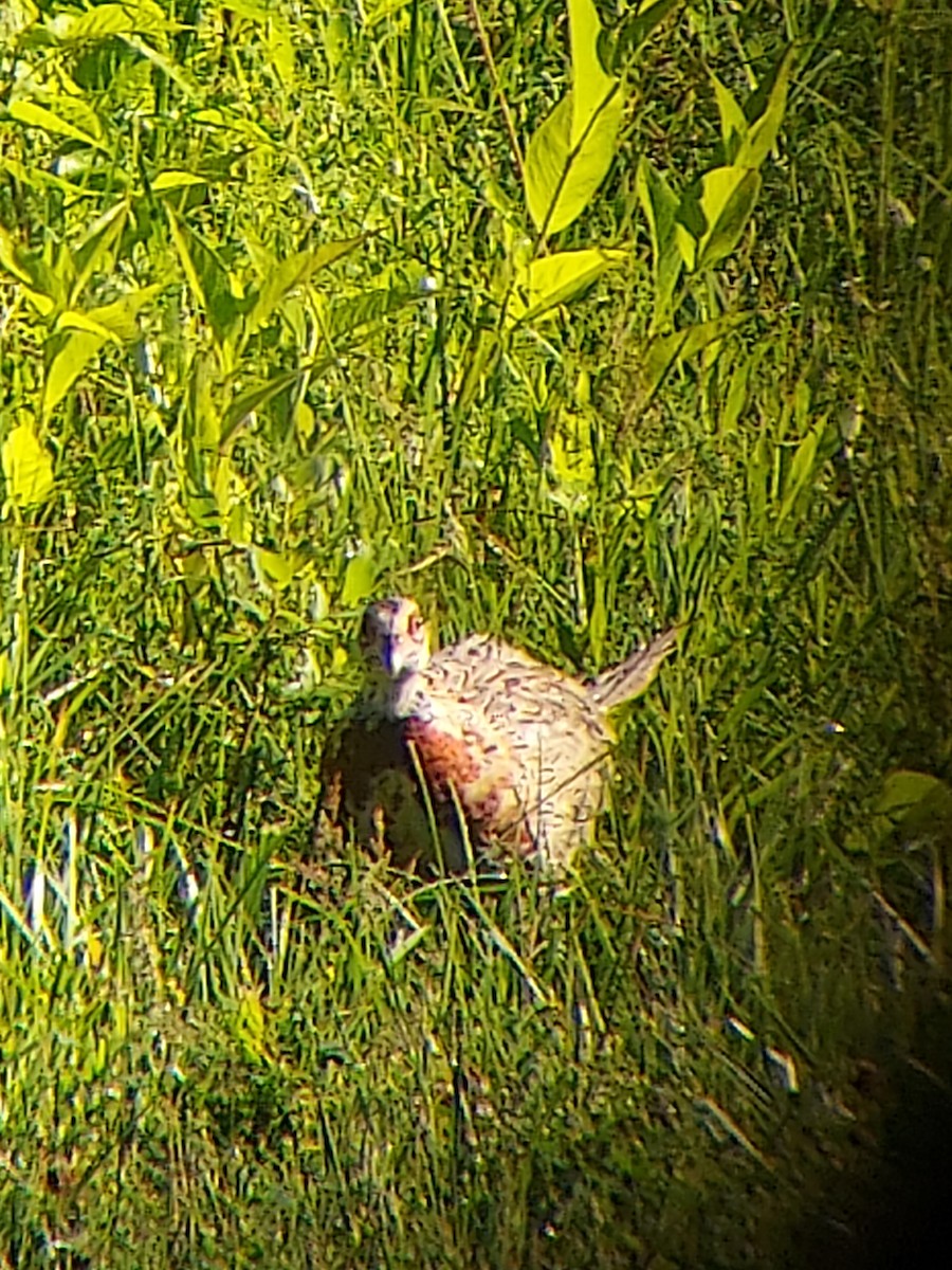 Ring-necked Pheasant - ML638444969