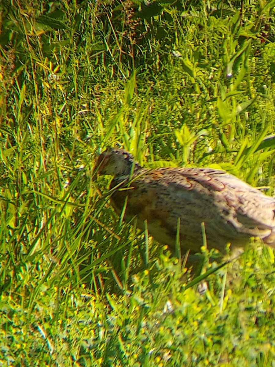 Ring-necked Pheasant - ML638444970