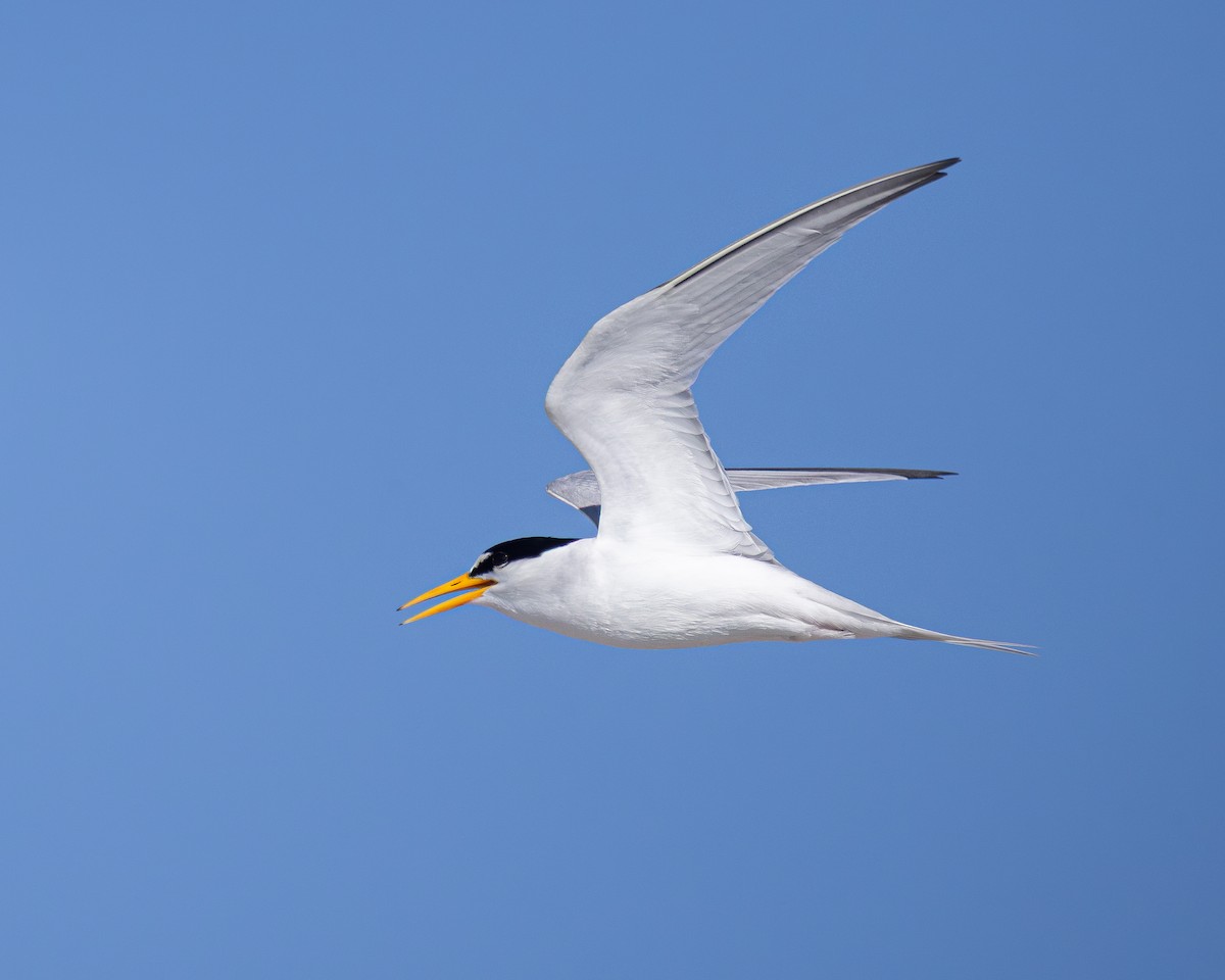 Least Tern - ML638444989