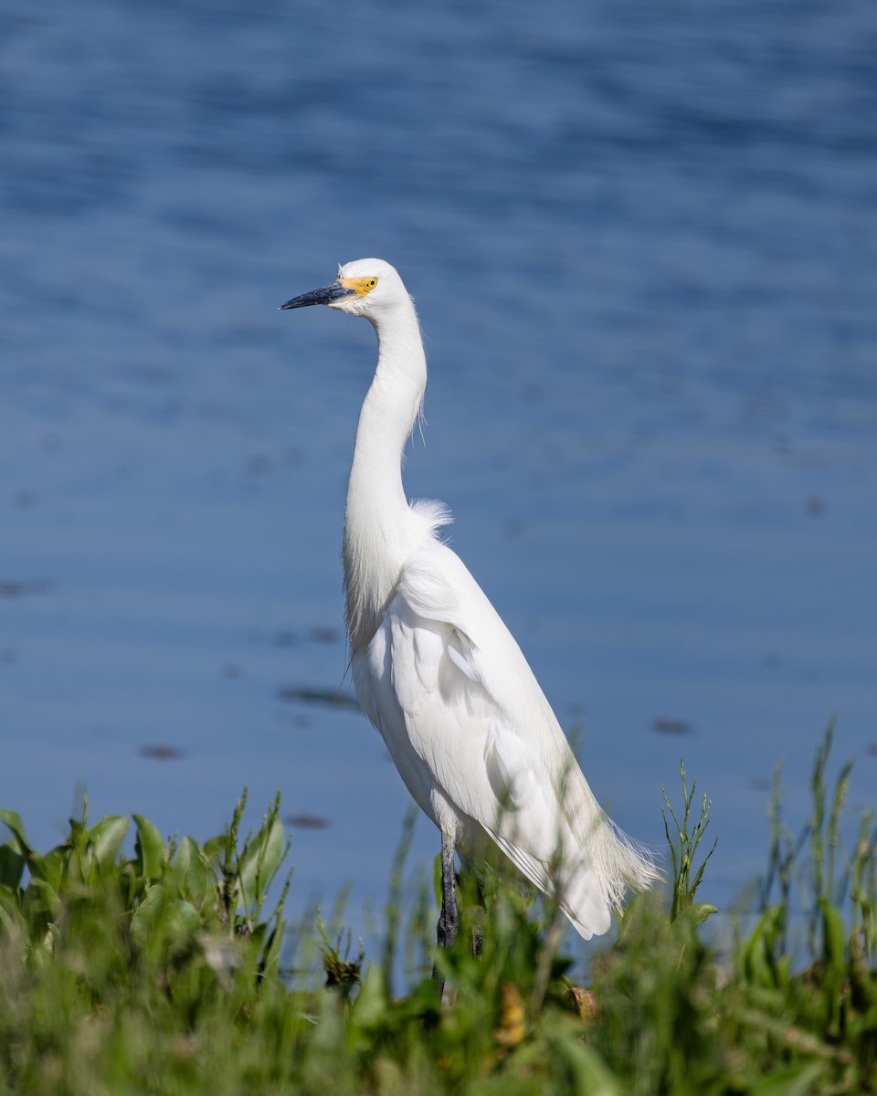 Snowy Egret - ML638444991