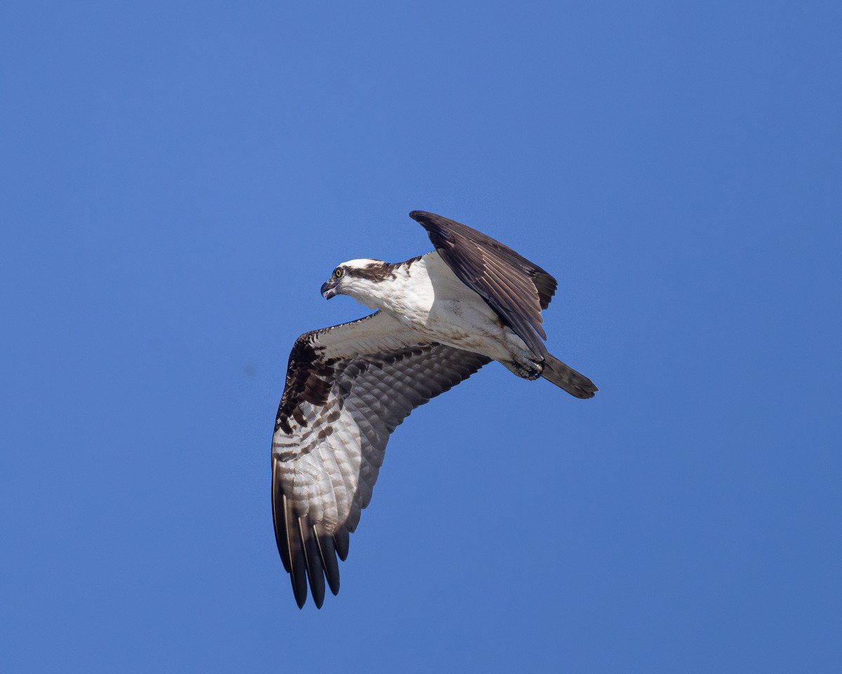 Osprey - ML638444994