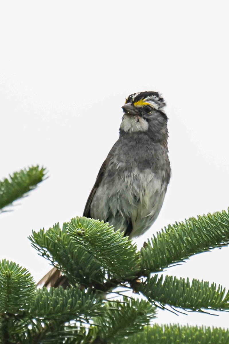 White-throated Sparrow - ML638445103