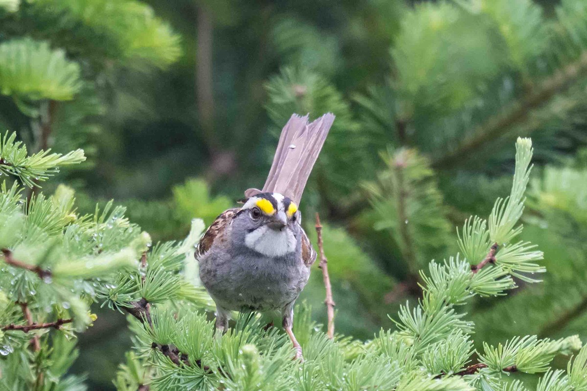 White-throated Sparrow - ML638445104