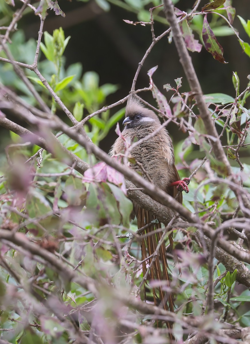 Speckled Mousebird - ML638445131