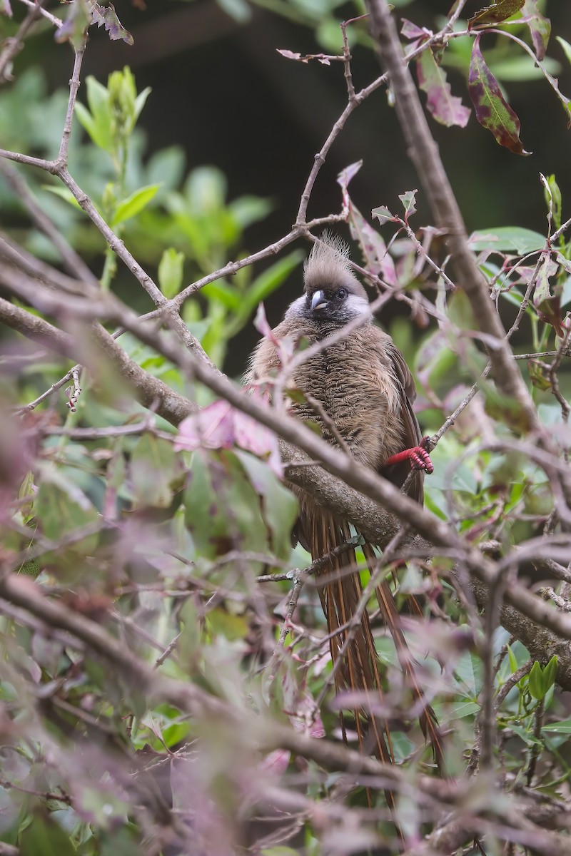 Speckled Mousebird - ML638445132