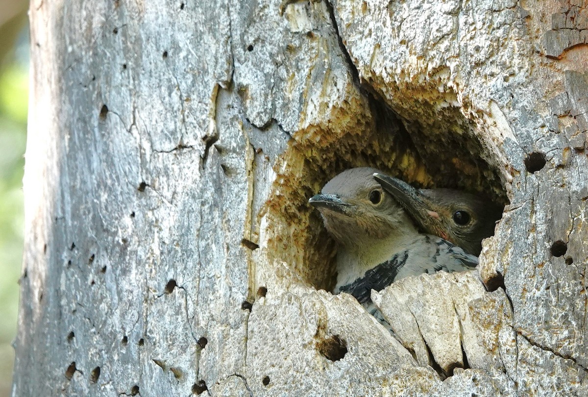 Northern Flicker - ML638445136