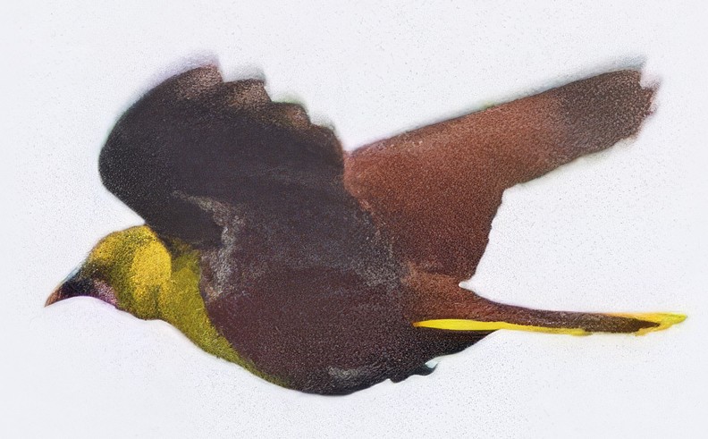 Olive Oropendola - ML638445146