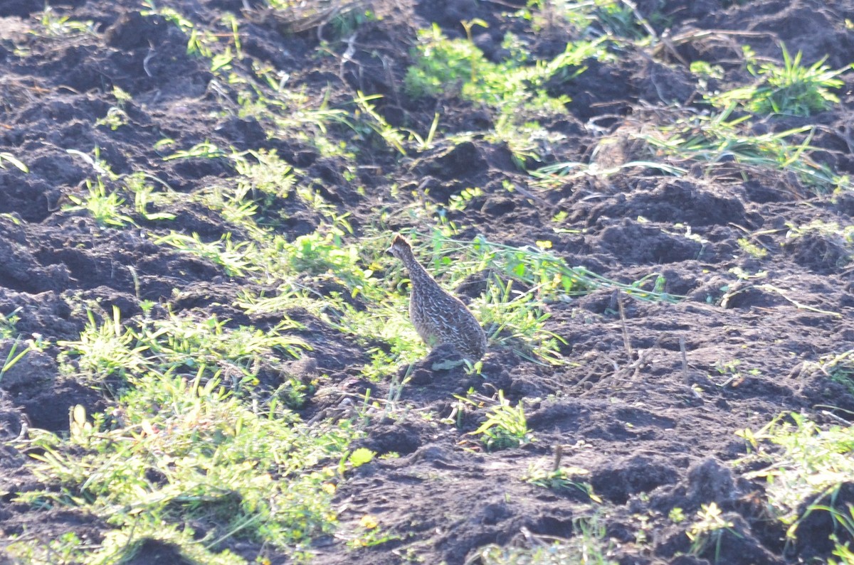 Tinamou curvirostre - ML638445148